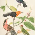Ornithologie_Brésilienne,_ou,_Histoire_des_oiseaux_du_Brésil_-_remarquables_par_leur_plumage,_leur_chant_ou_leurs_habitudes_(1854)_(14562164077)