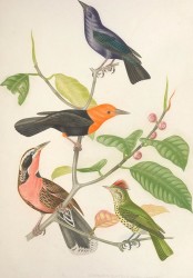 Ornithologie_Brésilienne,_ou,_Histoire_des_oiseaux_du_Brésil_-_remarquables_par_leur_plumage,_leur_chant_ou_leurs_habitudes_(1854)_(14562164077)